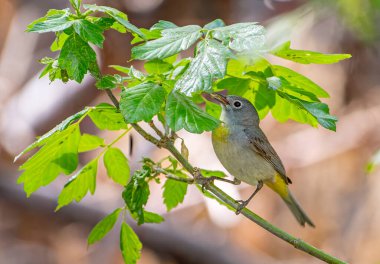 A rather drab Virginia's Warbler photographed as it foraged through the foliage of a Colorado front range woodland. clipart