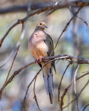 Güzel bir güvercin uzun kuyruğunu ve zarif profilini bir dalda sergiliyor. Günaydınlığında Colorado 'nun ön tarafındaki bir ormanlık alanda..