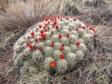 A large and vibrantly flowered Claret Cup or Kingcup Cactus blooming in the arid landscape of the southern front range of Colorado. clipart