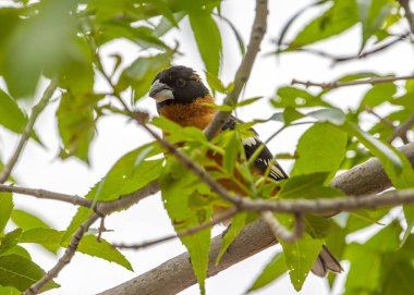 Framed by the leaves of a tree, this male Black-headed Grosbeak was sizing up this backyard feeding station. clipart