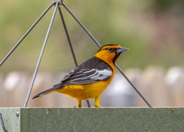 Güzel bir erkek Bullock 'un Oriole' u, Colorado 'nun ön bahçesindeki bir kuş yemliğine tutunarak üzüm jölesiyle besleniyor..