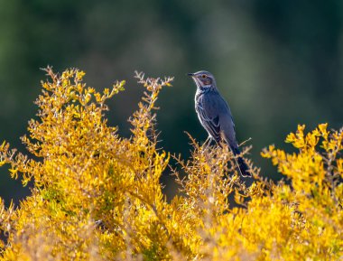 A Sage Thrasher perched at the top of a shrub displaying beautiful vibrant autumn colors along the Colorado front range. clipart