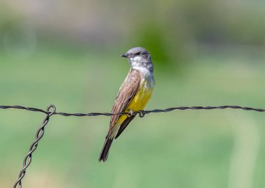 Batının tanıdık bir tüneğinde, böcek avını bulmak için etrafını araştıran güzel bir batı Kingbird 'ü görülüyor..