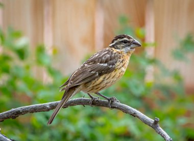 A female  Black-headed Grosbeak perched on a weathered branch it a front range Colorado garden. clipart