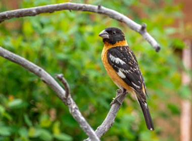 A male Black-headed Grosbeak perches on some weathered branches in a front range Colorado garden. clipart