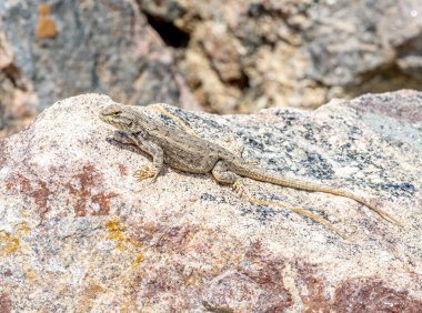 Colorado 'nun en yaygın kertenkelelerinden biri olan bir çayır kertenkelesi burada, ön taraftaki güzel granit kayaların üzerinde bulunur..