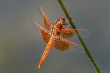 Yusufçukların en dikkat çekici olanlarından biri olan Alev Süzgeci Colorado 'nun ön tarafındaki avlanmalar arasında bataklık bitkilerinin üzerine tünemiş..