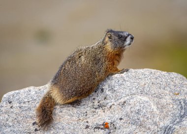 An alert Yellow-bellied Marmot rests on a rock as it surveys its surroundings high in the mountains of Montana. clipart