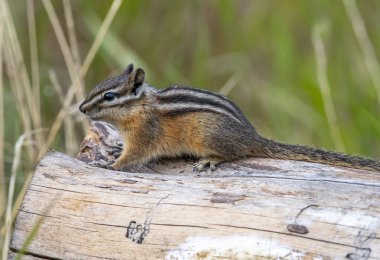 Uyanık bir sincap. Kuzey Wyoming 'deki vahşi bir kütüğe dayanan tehlikeyi en az gözleyen sincap..