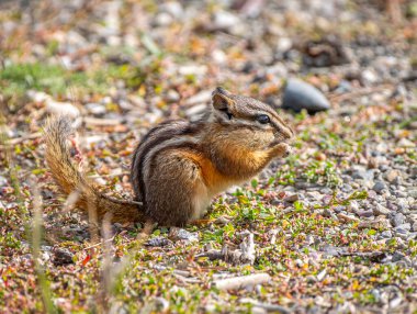 Kuzey Wyoming kamp alanında yiyecek ararken en azından bir lokma yiyecek olan şirin bir sincap..
