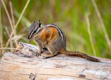 Grant Tetons Ulusal Parkı 'nın yakınlarındaki vahşi bir kütükte kendini tımar ederken yakalanan en az sevimli sincap..