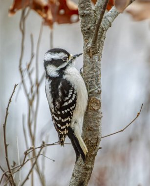 Bir Downy Ağaçkakanı kış boyunca küçük bir meşe ağacının kenarına tutunur. Çerçevenin üst köşesinde kalan birkaç kurumuş meşe yaprağı kompozisyona mevsimsel dokunun bir dokunuşunu ekler. Görüntü, bu küçük oduncuğun sessiz güzelliğini yakalıyor.