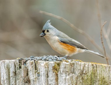 Tufted Titmouse kışın yıpranmış bir kütükte oturur ve kuş yemi ile beslenir. Kuşların yumuşak gri ve beyaz tüyleri, kütüğün nötr tonlarına zıt düşer ve kar ve yapraklardan uzak sakin, doğal bir manzara yaratır.. 