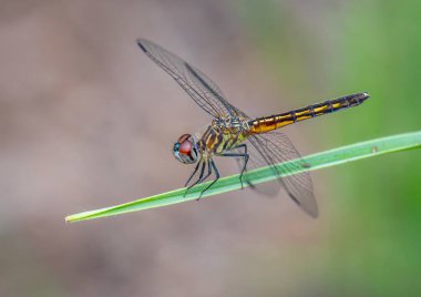 Yazın başında genç bir Blue Dasher yusufçuğunun canlı ve güzel renklerini gösteren fotoğraf..