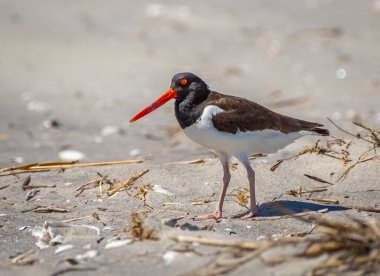 Güzel bir Amerikan istiridye avcısı Güney Carolina 'daki Folly Sahili' nin korunan kum tepelerinde dinleniyor..