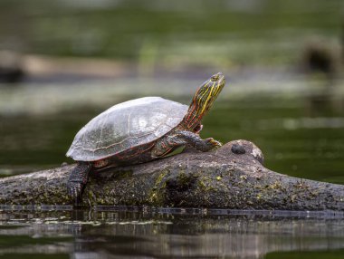 Boyalı bir kaplumbağa güneşli bir kütükte güneşleniyor sakin bir Wisconsin Nehri 'nin durgun sularında, Drifless Bölgesi' nde..