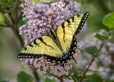 Güzel bir Doğu Kırlangıç Kelebeği Wisconsin bahçesinde leylak çiçekleri arıyor..