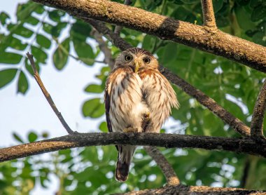 Bir Ferruginous Pygme Baykuşu (Glaucidium brasilianum) Punta Leona, Kosta Rika 'da bir ağaç dalına tünemiş, yoğun bakışlarıyla aşağıya bakar..
