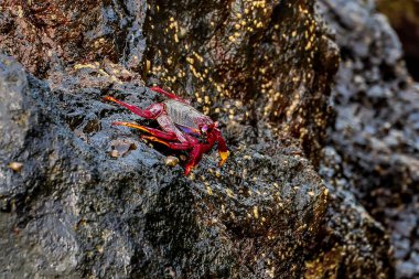 Kayadaki kırmızı yengeç