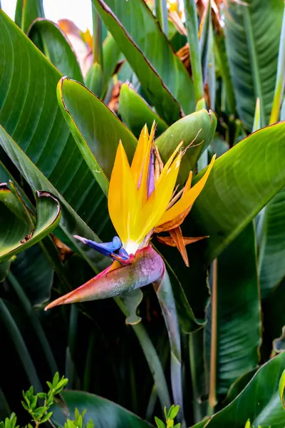 beautiful yellow and green leaves of a tropical bird of the paradise.