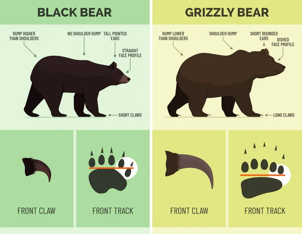 黒クマとグリズリークマを認識する方法 野生動物のインフォグラフィック — ストックベクタ