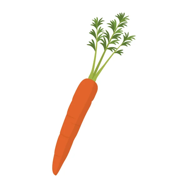 Свежая Вкусная Морковь Изолированный Значок Питание Производство Концепции — стоковый вектор