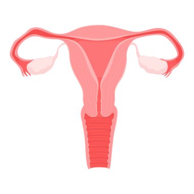 Sağlıklı kadın üreme sistemi, ilaç ve sağlık konsepti, izole edilmiş