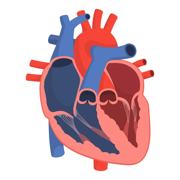 stock vector Anatomy of a healthy human heart, cardiology and medicine concept