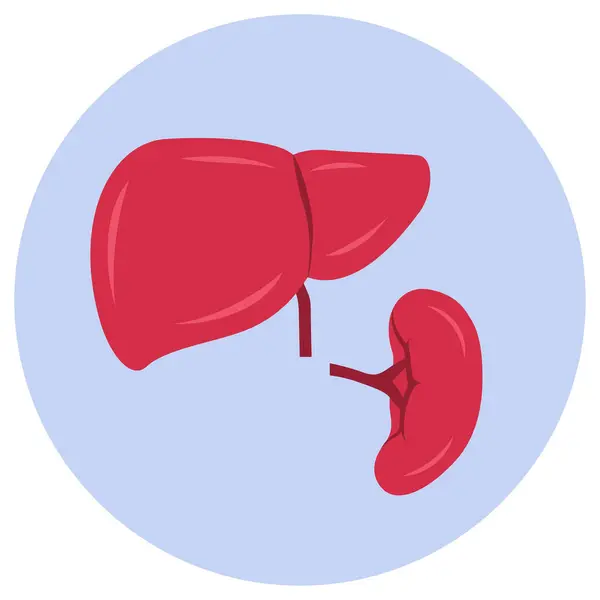 Enlarged Liver Spleen Isolated Icon — Stock Vector