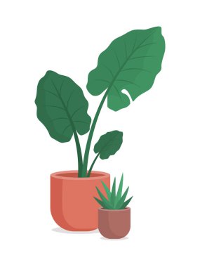 Saksılarda güzel yemyeşil bitkiler, ev dekorasyonu ve bahçe işleri.