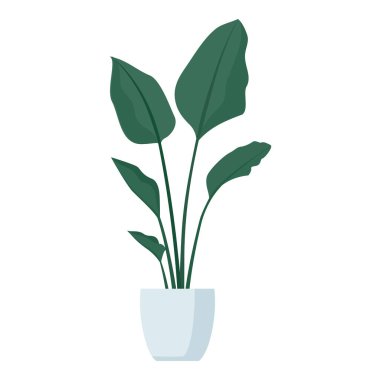 Güzel dekoratif saksı fil kulak bitkisi, izole edilmiş.