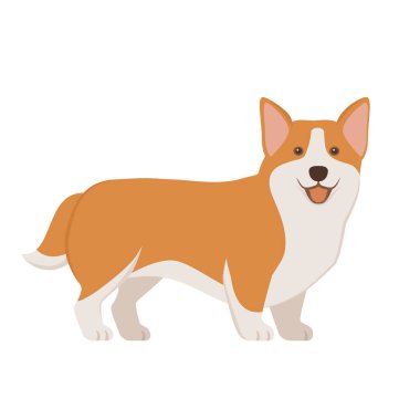 Mutlu Corgi köpeği kameraya gülümsüyor.