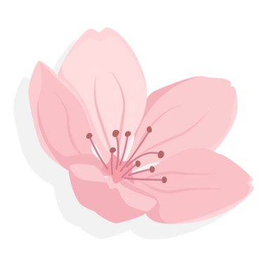 Pembe sakura kiraz çiçeği açıyor.