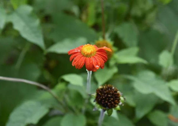 Tithonia Rotundifolia Commonly Called Mexican Sunflower Native Mexico Central America — Stock Photo, Image