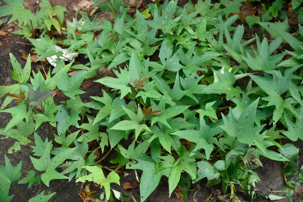 Sweet Potato Sweetpotato Ipomoea Batatas Dicotyledonous Plant Belongs Bindweed Morning — Stock Photo, Image