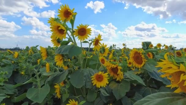 夏至的时候 在乡间向日葵田里 你可以近距离地看到盛开的向日葵 田野长满了黄色的大花 背景多云 天空蓝蓝的 向日葵在风中飘扬 — 图库视频影像