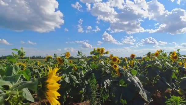 Άποψη Των Κίτρινων Λουλουδιών Ανθίζει Στον Καλοκαιρινό Ήλιο Από Εσωτερικό — Αρχείο Βίντεο