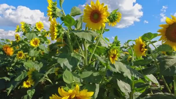 白い雲と青空と夕日のひまわり畑 地方のひまわりの収穫と農業 畑の中から夏の太陽の下で黄色い花を咲かせます 園芸農業 — ストック動画