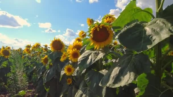 収穫前の夏に 畑に大きな黄色いひまわりが咲きます ひまわり油や種子の農業生産 有機農業レジャーやエンターテイメント 観光客 観光客に開かれた — ストック動画