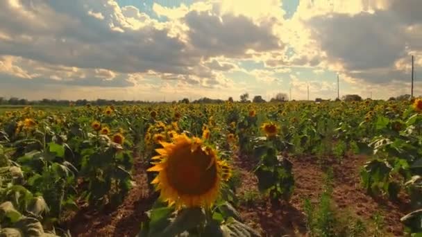 夕方の夕日と黄金の時間に美しいひまわり 夏には風が強い黄色の花を広く咲かせます ひまわり作物の農業と農業 — ストック動画