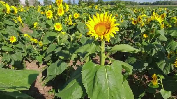 畑の中から夏の太陽の下で黄色い花を咲かせます 園芸農業 白い雲と青空と夕日のひまわり畑 農村部におけるひまわりの収穫と農業 — ストック動画