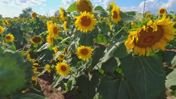 夏のひまわり畑農場では 若いひまわりの姿を間近で見ることができます 曇り空と青空を背景に大きな黄色の花でいっぱいのフィールド 風の中でひまわりが動きます — ストック動画
