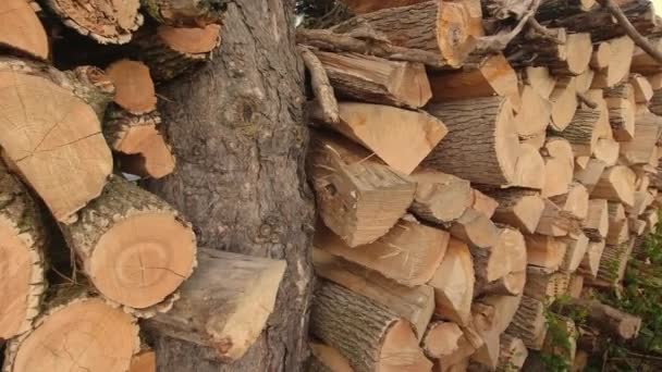 Drewno Opałowe Ułożone Stosy Ogrzewania Zimowego Kominkiem Lub Piecem Duży — Wideo stockowe