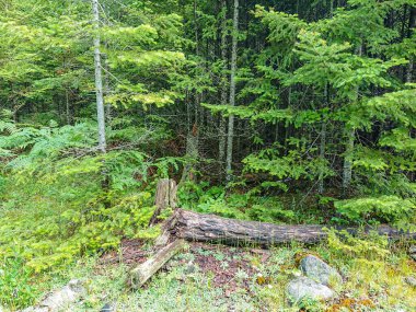 Vahşi çam ormanlarında köy yolu. Doğayı gezmek ve keşfetmek kırsal kesimde. 