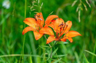 Ormandaki turuncu zambak, Vahşi Toskana zambağı veya Kaplan zambağı, Kanada, Ontario, Huron Gölü yakınlarındaki Peninsula 'da çiçek açıyor..