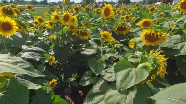 View Yellow Flowers Blooms Summer Sun Field Gardening Farming Sunflowers — Stock Video