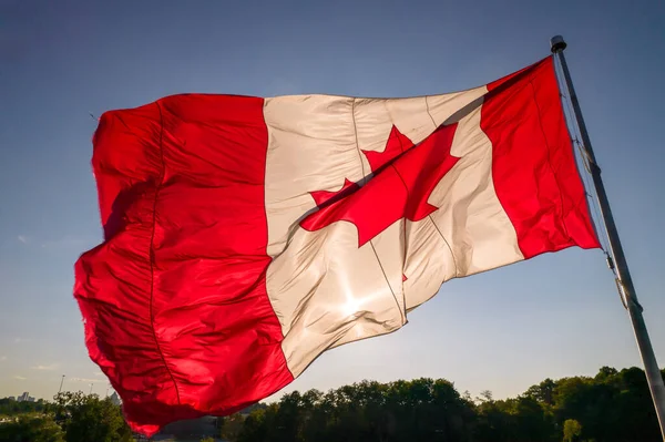 Canadian flag flies at wind and golden hour at evening summer. National flag of Canada waving in Toronto, Ontario, Canada. Canada national flag with red maple leaf at unset.