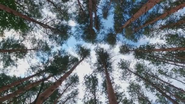 在松树和冷杉树下旋转和旋转 在高大的红杉树下旋转 往森林里看野生森林中的松树和云杉树自然资源 — 图库视频影像