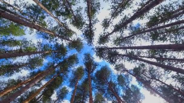 长满了松树和云杉的树冠 点缀着夜空 仰望着树木 旋转着 从底部俯瞰树木 针叶树 夏日和常青 — 图库视频影像