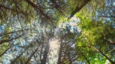 Ormandaki yeşil yaprakların ve ağaçların arasından güneşe bakıyorum. Güneş parlıyor ve ışık yaprakların arasından sızıyor. Mavi gökyüzü ve bulutları olan bir dalda yeşil, taze yemyeşil bir çiçek..